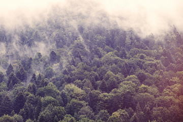Fototapety  Mgła w lesie