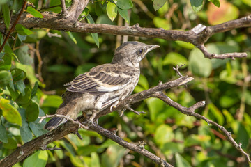 Bird getting ready to learn to fly