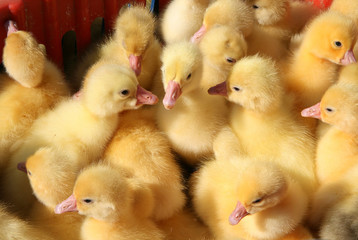 Little goslings