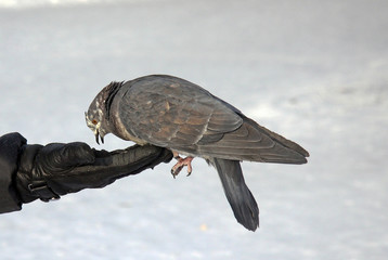 Human hand feeding the dove