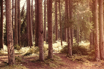 Obraz premium Fir forest in Carpathian