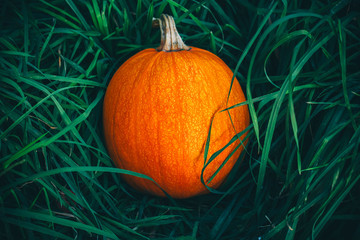 Pumpkins in grass