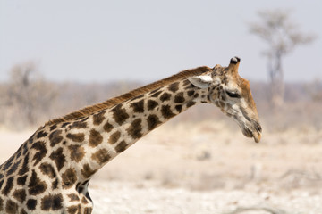 Giraffe