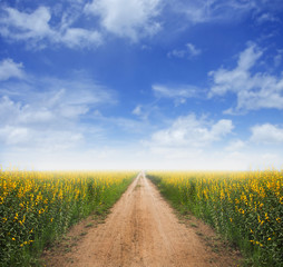 Dirt road into yellow flower fields