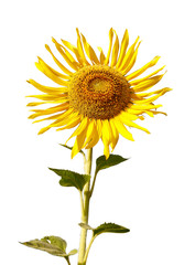 Fototapeta premium Sunflower