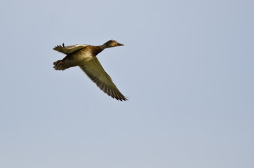 Female Gadwall Flying in a Blue Sky