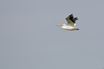 American White Pelican Flying in a Blue Sky