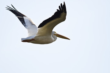 American White Pelican Flying on a White Background