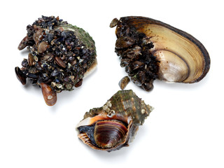 Veined rapa whelk and river mussels (anodonta)