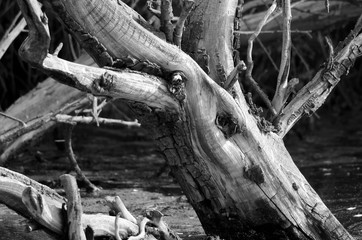 Nature Abstract  - Gnarled and Weatherworn Driftwood