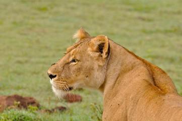 Lionne, Afrique