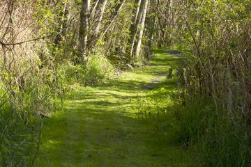 Fototapeta na wymiar Green Path