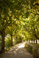 Allee umsäumt von Bäumen, früher Herbst