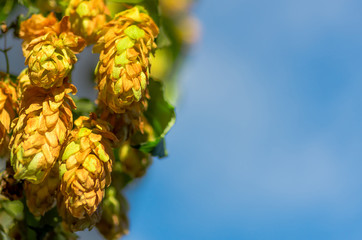 Golden Green hop cone