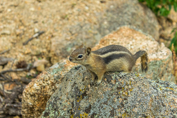 Chipmunk on a rock