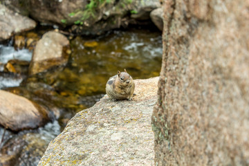 Chipmunk on a rock