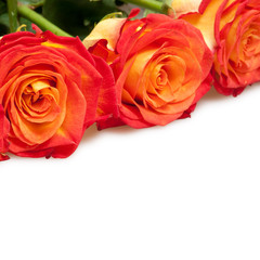 roses