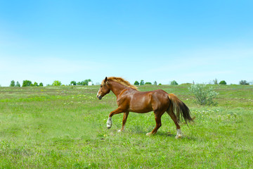 Fototapeta na wymiar Beautiful brown horse grazing on meadow