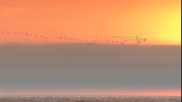 Comorant flock flying along coast with sunset