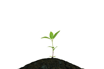 plant growing on withe background