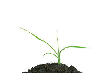 Growing green grass