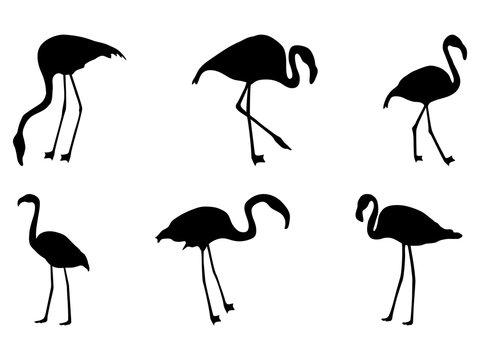 set of silhouettes of flamingos on a white background