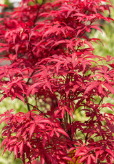 Japanese Maple Tree