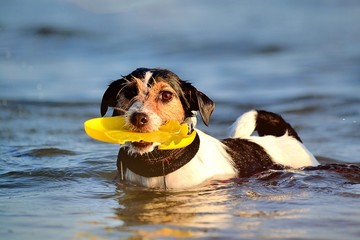 Dog in the water