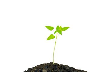 Papaya plant