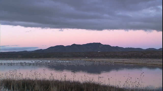 Pair of Sandhill cranes landing in pond