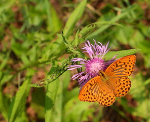 Argynnis paphia butterfly