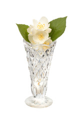 Jasmine in the crystal vase