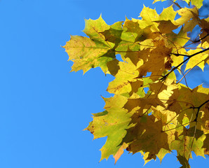 Autumn maple leaves