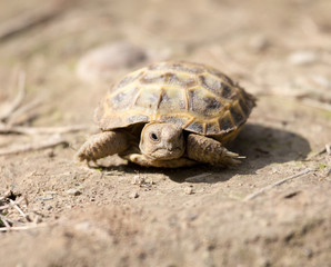 turtle in nature