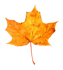 Yellow maple leaf