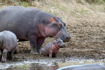 Hippo family