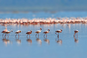 Flamingos