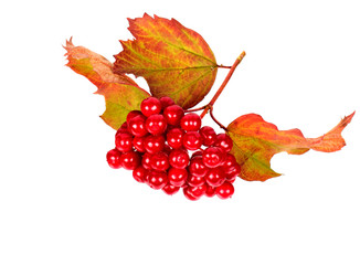 Berries of  Viburnum with leaves