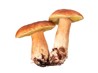 Mushrooms: Boletus edulis