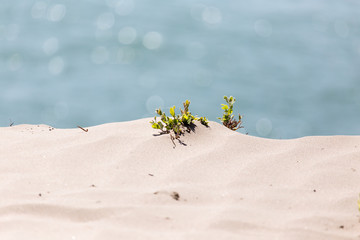 plant in the sand on the shore