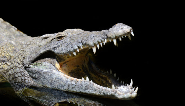 Crocodile head 