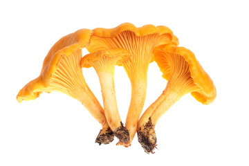 Fresh yellow chanterelles