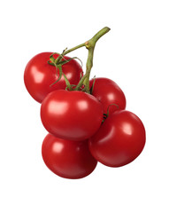 Fresh red tomatoes branch