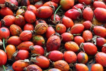 red berries of wild rose