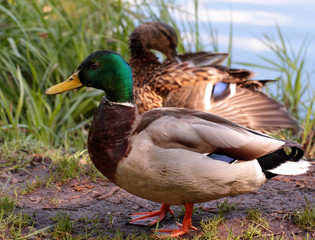 Male duck