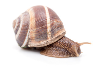 Snail on a white background. super macro