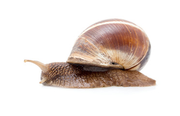 Snail on a white background. super macro