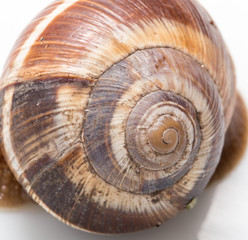 snail shell as a background. super macro