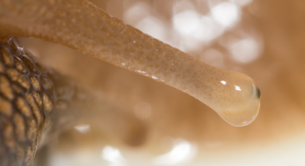 eye snails. super macro