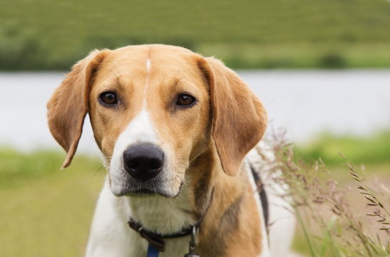 Beagle dog on nature background